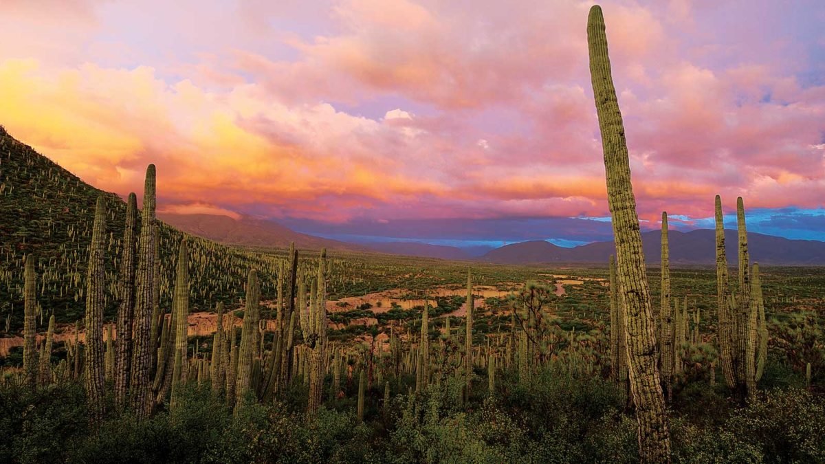 Rally Carbonera PAC Velocidad 2026